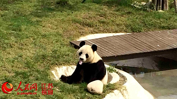 怎么办？一起来看看如何正确使用眼霜j9九游会真人第一品牌有了黑眼圈(图1)